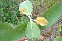 Terminalia coriacea